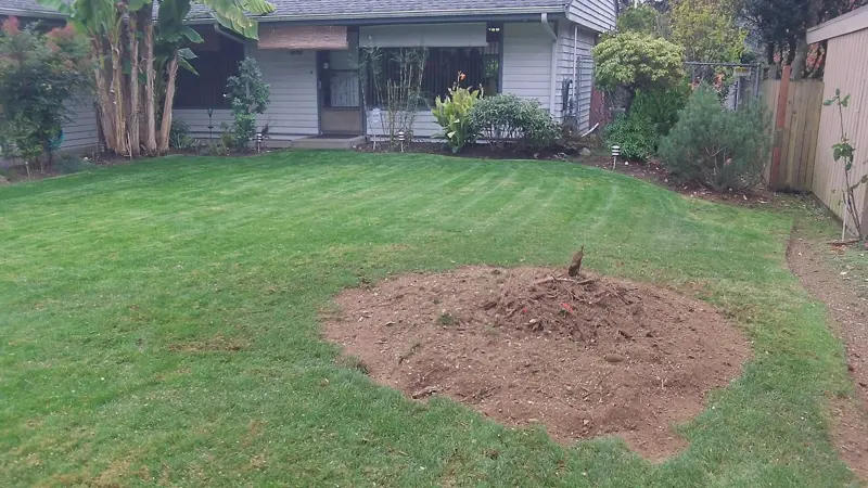 After: the stump is gone and only fresh grindings remain in the lawn