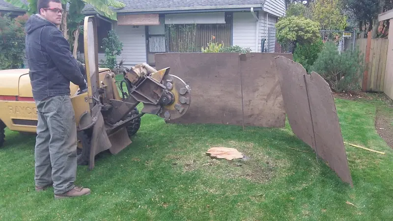 Before: a stump grinder set up beside a stump in a lawn
